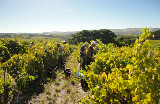 Arakoon Wines Picking Grapes